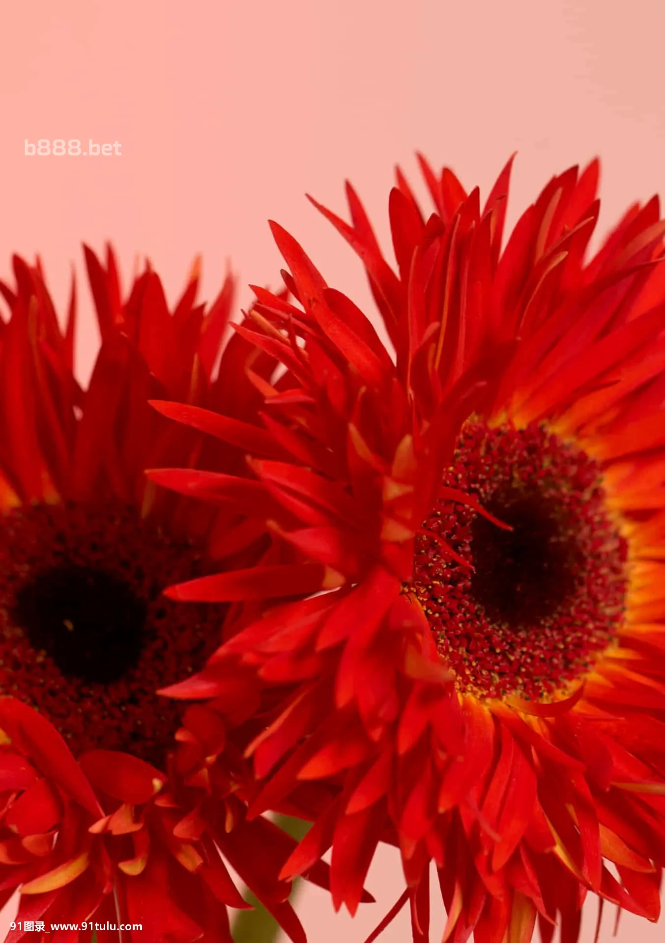 GIRLS GROUP No.1 Photo Book S级版 [82P][ベタ 写真]